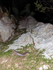 Speleomantes genei