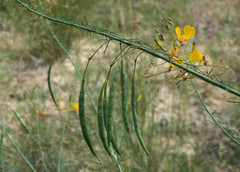 Cleome angustifolia diandra