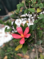 Camellia azalea