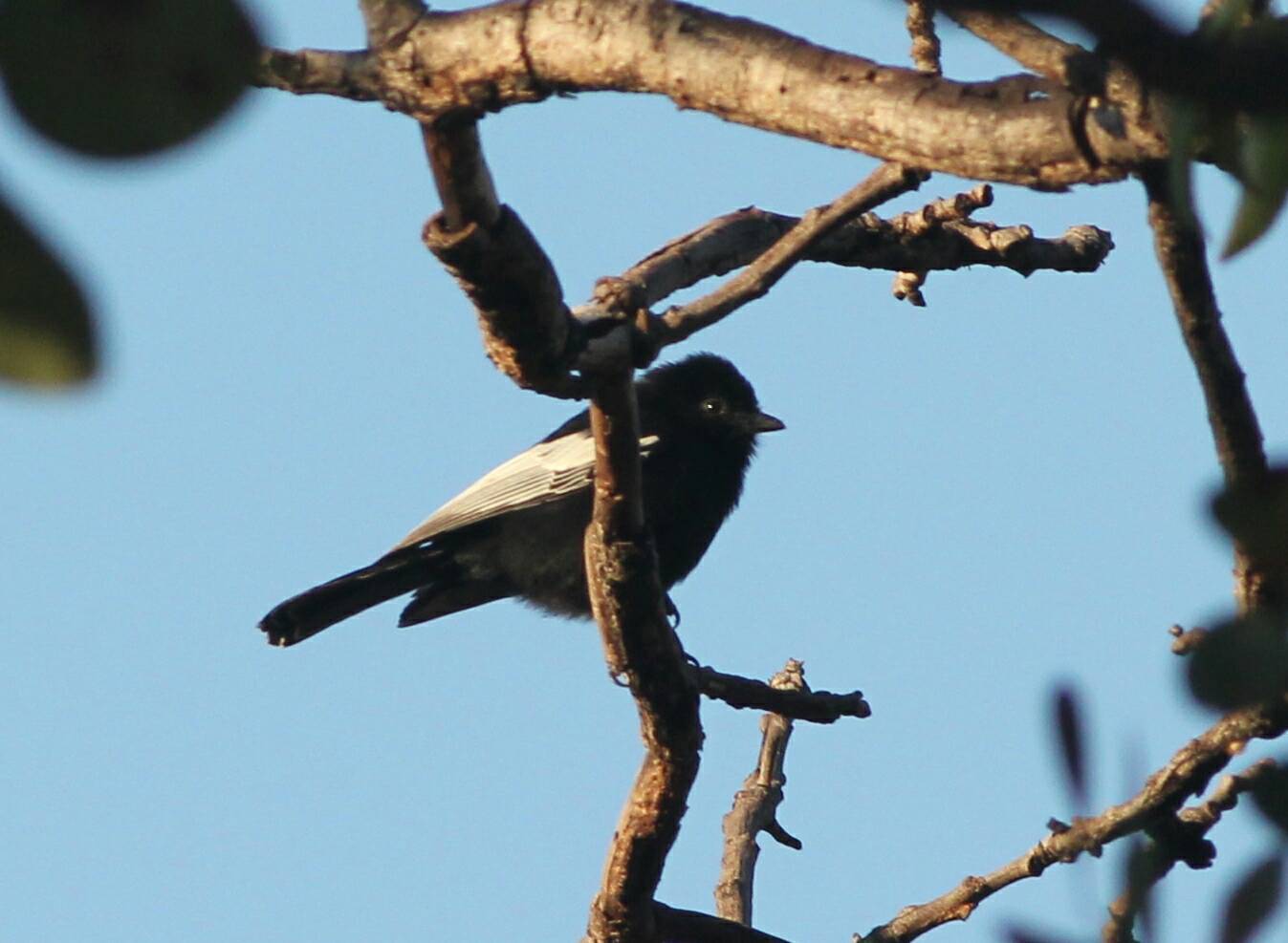 White-winged Black-Tit illustration
