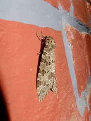 Olepa ricini