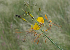 Cleome angustifolia diandra