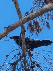 Corvus corax