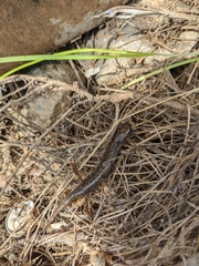 Speleomantes genei