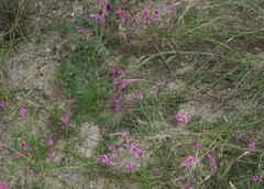 Hermbstaedtia fleckii