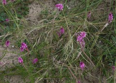 Hermbstaedtia fleckii