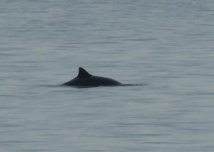 Harbour porpoise back and fin in the Oosterschelde, Netherlands