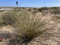 Thamnochortus bachmannii