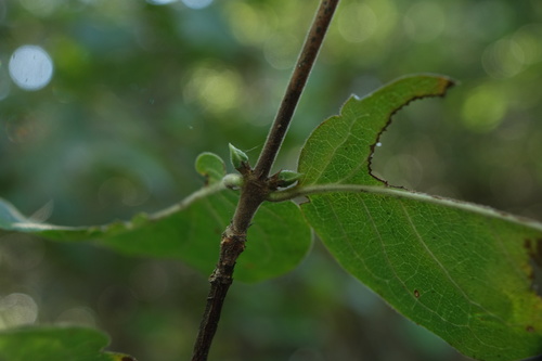 Coffea grevei subsp. mahajangensis image