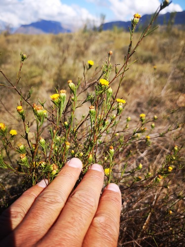 Opposite leaf Autumn Aster (Marasmodes oppositifolia)
