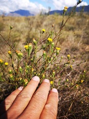 Marasmodes