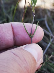 Marasmodes