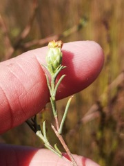 Marasmodes