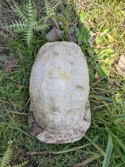 Testudo marginata
