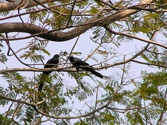 Eudynamys scolopaceus