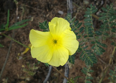Tribulus zeyheri
