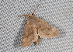 Orthosia populeti