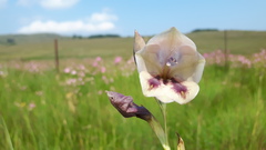 Gladiolus papilio