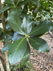 Corynocarpus laevigatus