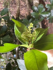 Corynocarpus laevigatus