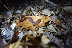 Pseudotriton montanus montanus