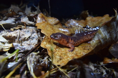 Pseudotriton montanus montanus