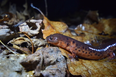 Pseudotriton montanus montanus