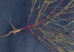 Sericorema remotiflora