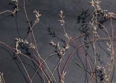 Sericorema remotiflora