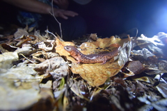 Pseudotriton montanus montanus