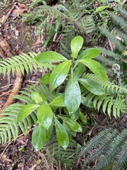 Lysimachia glutinosa