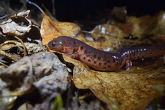 Pseudotriton montanus montanus