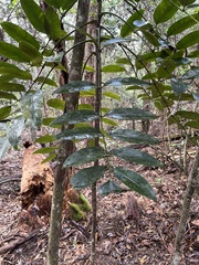 Polyscias kavaiensis