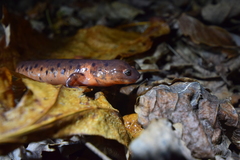 Pseudotriton montanus montanus