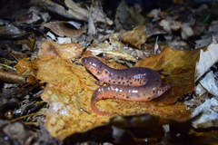 Pseudotriton montanus montanus