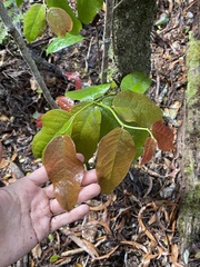 Xylosma hawaiensis