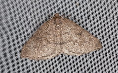 Aleucis distinctata