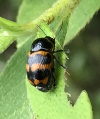Cryptocephalus trifasciatus