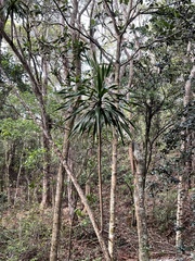 Pleomele aurea