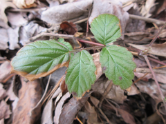Rubus coreanus