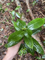 Wikstroemia