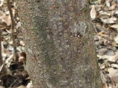 Picrasma quassioides