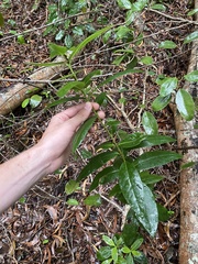 Wikstroemia