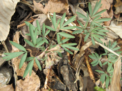 Corydalis ambigua
