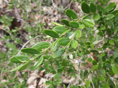 Buxus koreana