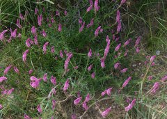 Hermbstaedtia fleckii