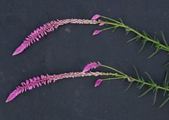 Hermbstaedtia fleckii