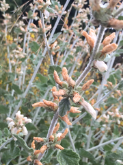 Malacothamnus arcuatus