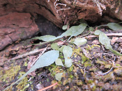Asplenium ruprechtii
