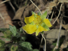 Potentilla fragarioides